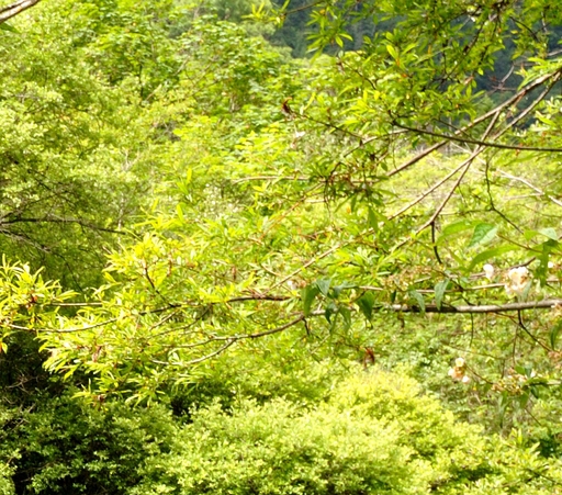 旅游对山地的危害