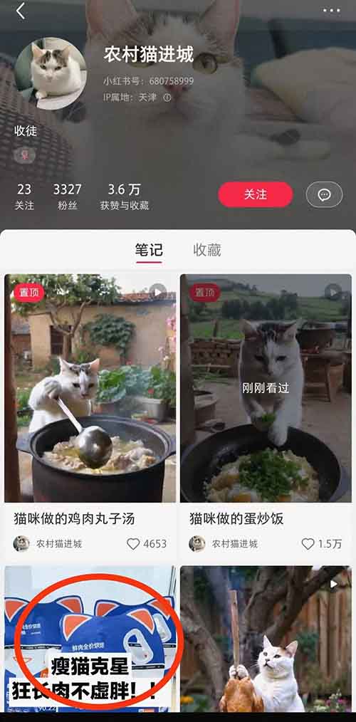 借助AI快速起号，猫咪做饭火了